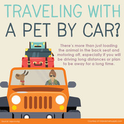 Pet Travel Safety Tips