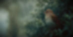 ...and a Nightingale sang in Berkeley Square, Dorset that is. An Ai image by SPN