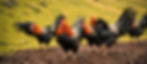 What was meant to be a friendly day out walking, ended up with a tumble down the hill - what a Great Cockup. An Ai image by SPN
