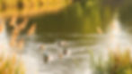 Rub a dub Dubb...An Ai image by SPN