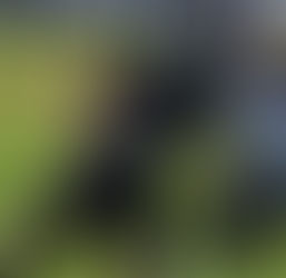 Armada e Cruzeiro Lions anunciam fusão para a temporada 2019