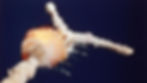 Space Shuttle Challenger - NASA