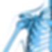 shoulder2-1024x1024.jpg