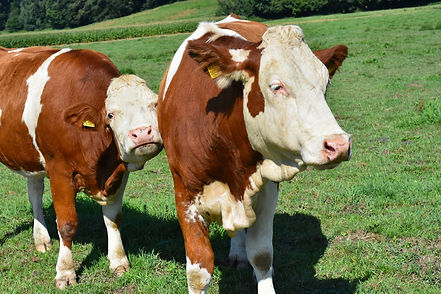 cow-4469904_1920.jpeg