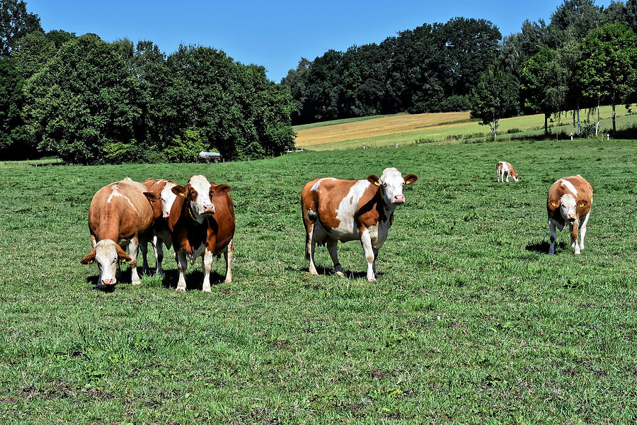 cows-4410643_1920.jpeg
