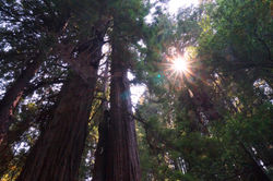 Redwoods_1_redder