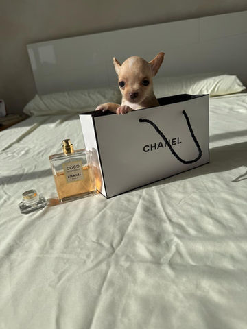 Chihuahuas en venta, compra de chihuahuas, criadero bogota, criadero colombia, cachorros en venta