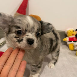Chihuahua pelo largo. Criadero Bogotá. Chihuahua en Venta