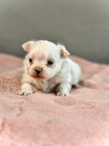 Chihuahua pelo largo. Criadero Cuna Casa Santa María. Chihuahua Pelo Largo. Cachorros en venta. Criadero en Bogota. Cachorros en venta Bogotá.