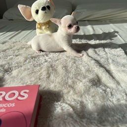 criadero bogota, criadero chihuahua, cachorros en venta