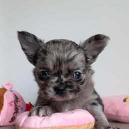 chihuahua pelo largo, chihuahua exotico, chihuahua merle, chihuahua en venta, chihuahuas bogota, chihuahua bogota, los mejores chihuahuas, criadero de chihuahuas