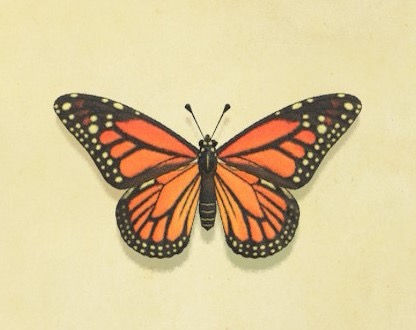 Why are there no butterflies in your garden?