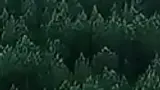 Wide forest search area from above