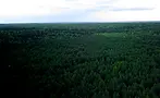 Deep forest