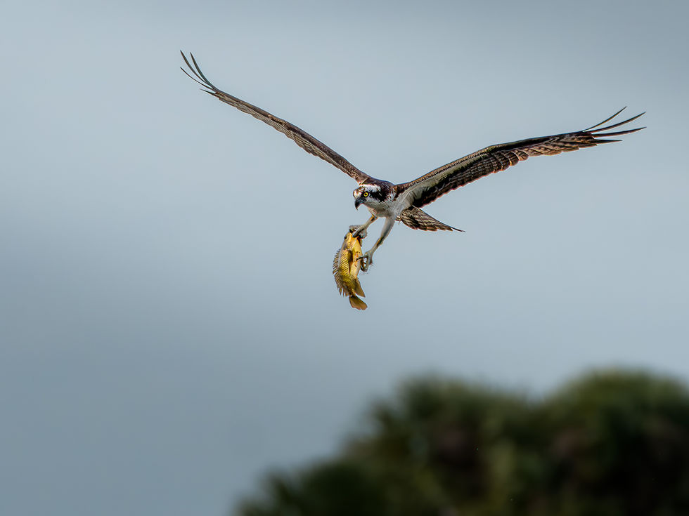 Osprey with prey 5