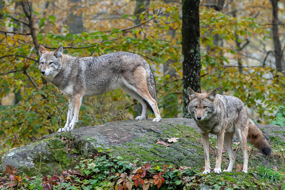 Coyote