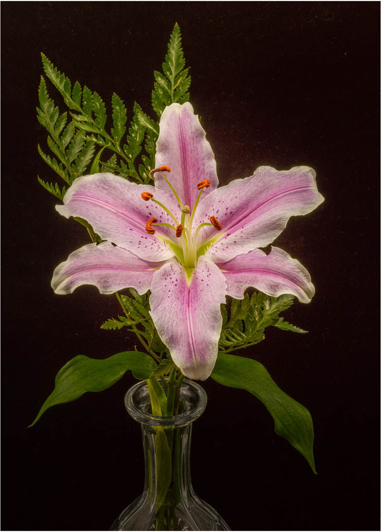 My lily