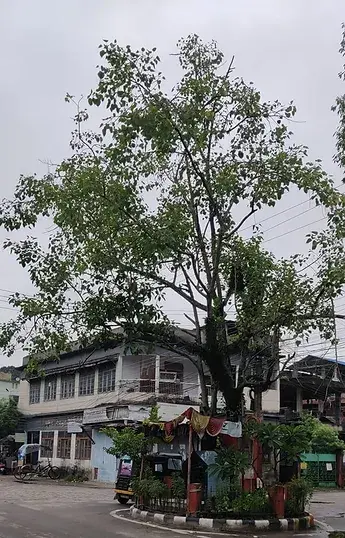 an old fig tree