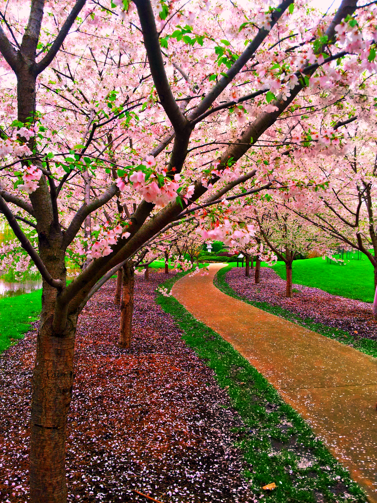 Cherry Blossoms Path
