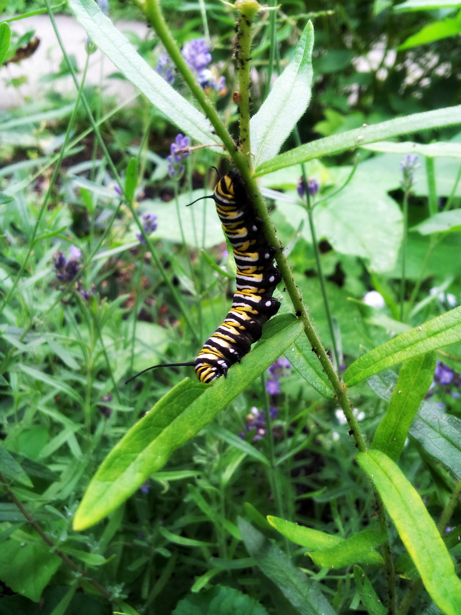 Monarch Caterpillar at Lunch