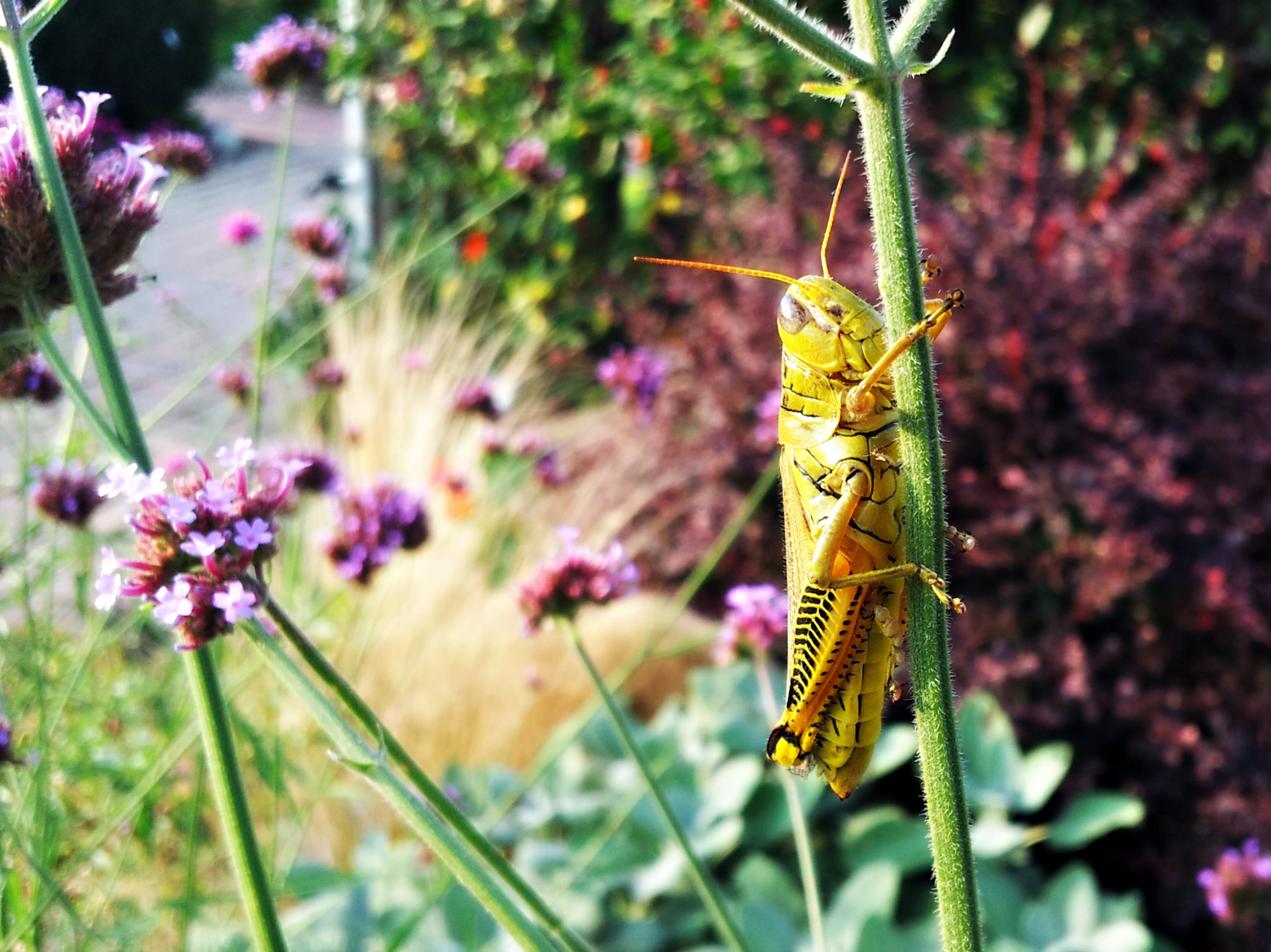 Happy Grasshopper