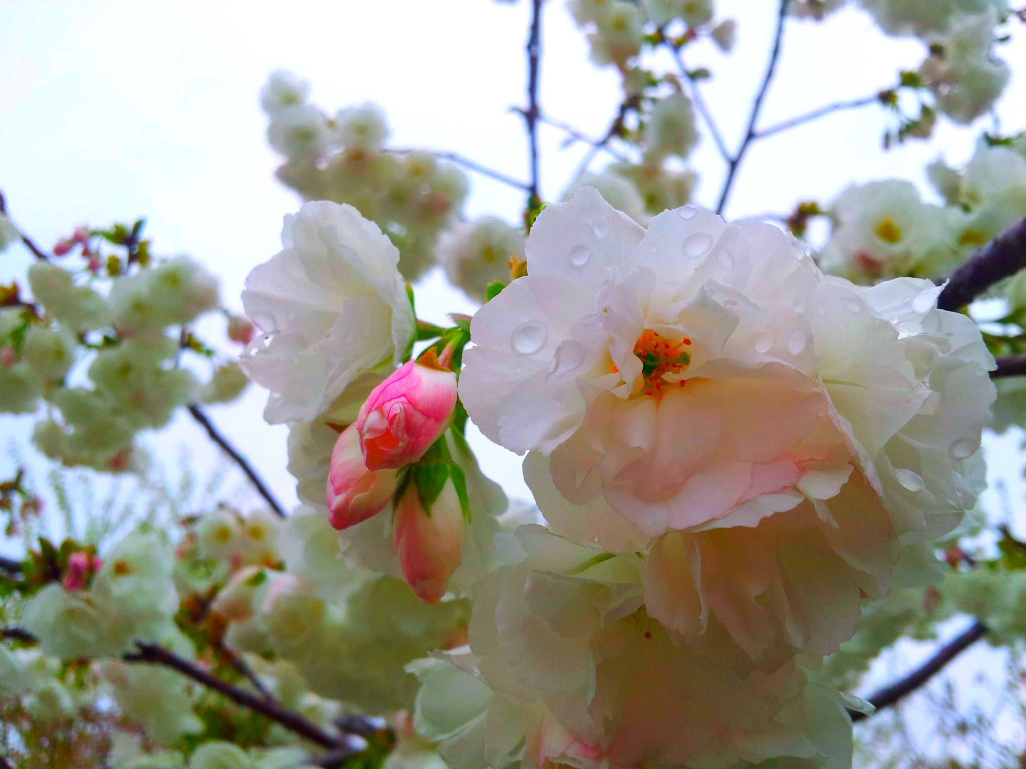 Droplets of Cherry Blossoms