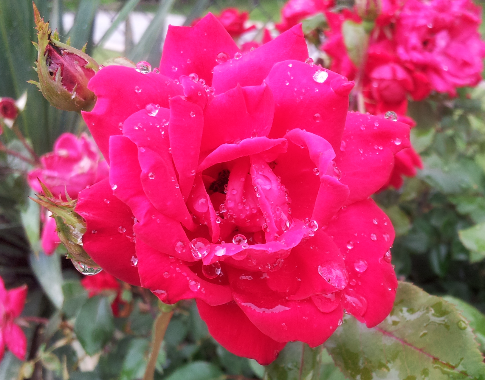 Raindrops of Love