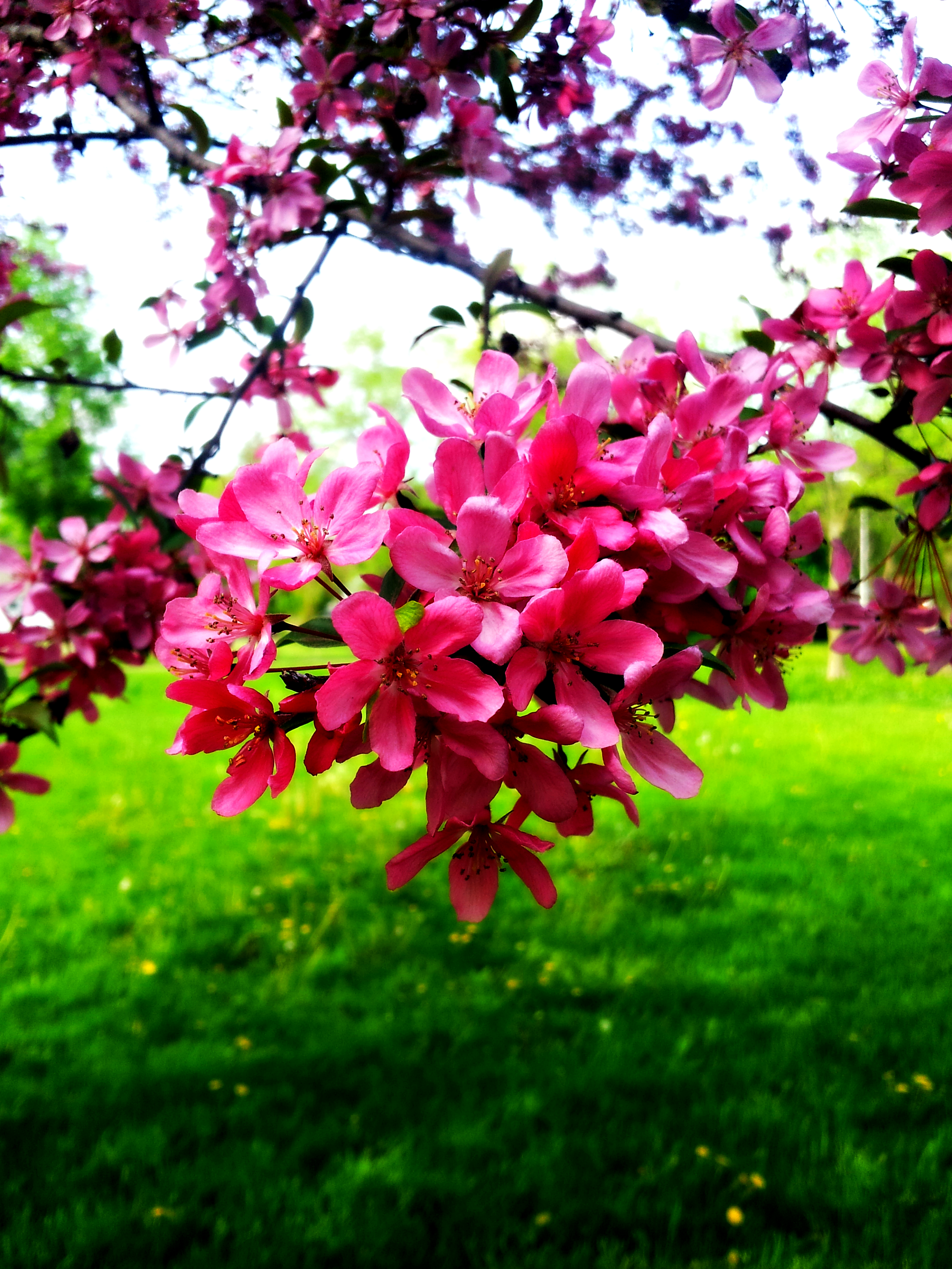 Pink Flowering Tree
