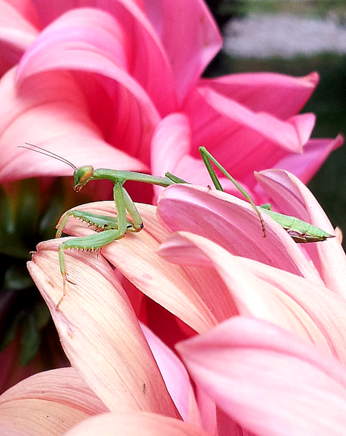 Friendly Praying Mantis