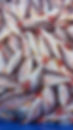 SNAPPER 6.jpeg