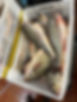 CROAKER 6.jpeg
