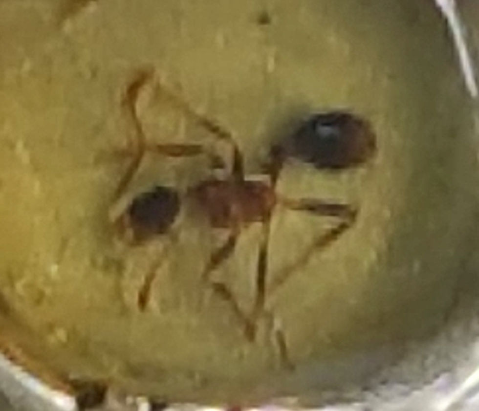 Miniatura: Anillo de ámbar con un asquilín AGOTADO