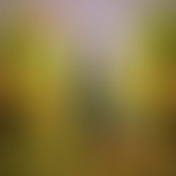 “THE C.K.D” by Chayne