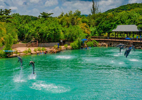 Dolphin Cove