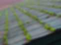 roof moss.jpeg