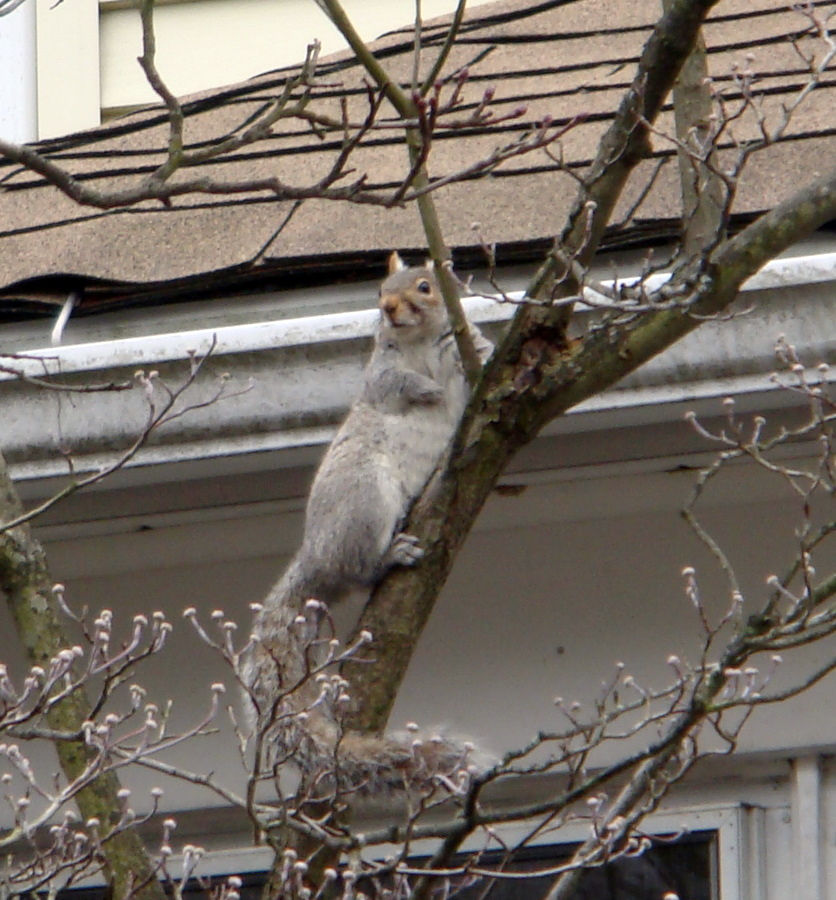 Easy jump for a squirrel