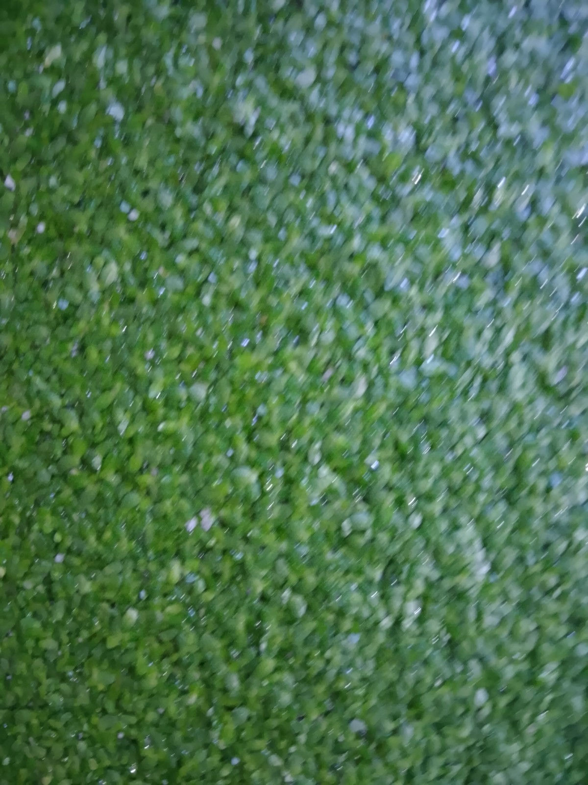 Wasserlinsen 