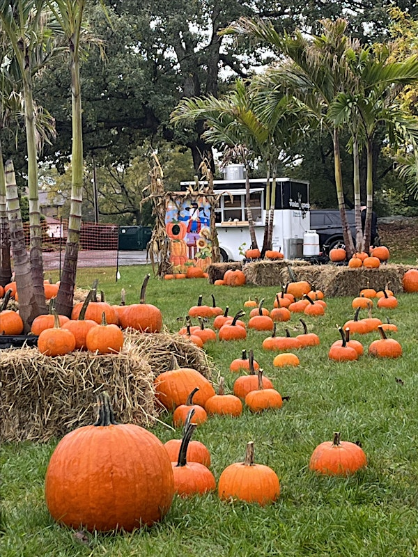 A lawn with pumpkins scattered across it, palm trees in the background.