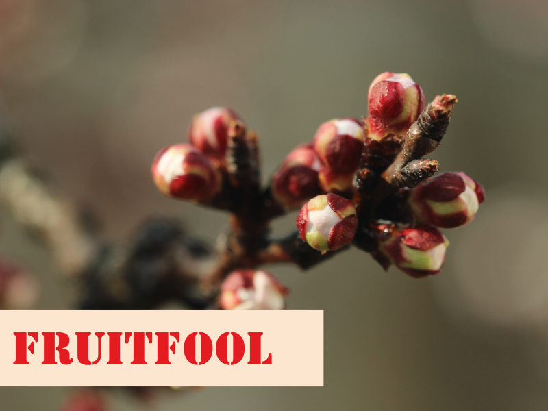 Weather Monitoring for Successful Fruit Growing: A Complete Guide