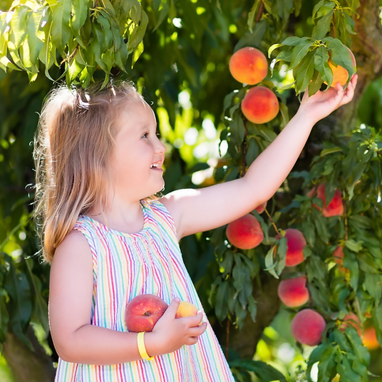 child-picking-fruit-edible-garden.png
