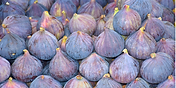 Fig