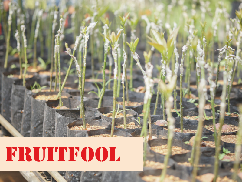Choose the right fruit tree for your needs with this guide!