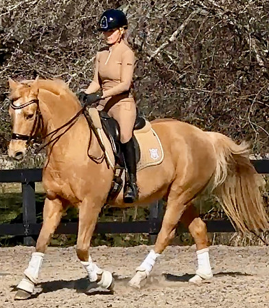 Palomino horse with dressage rider