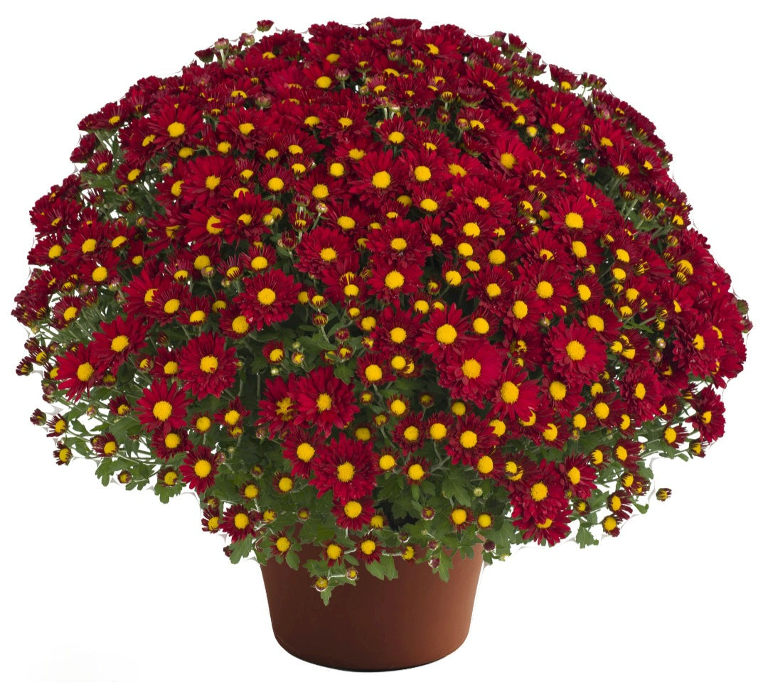 Burgundy Daisy Mums