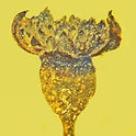 fiorecretaceocov-1200x675-quad.jpg
