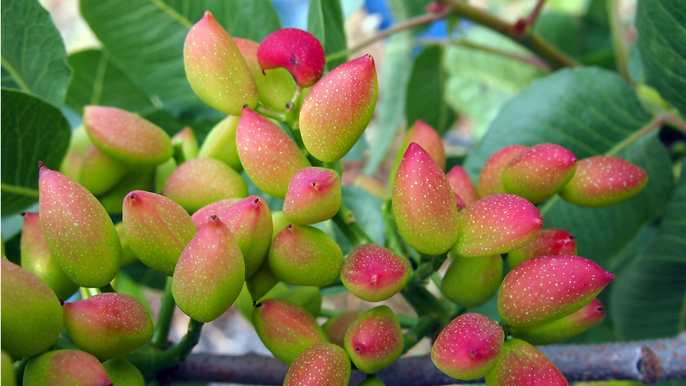 Pistachio tree 3.png