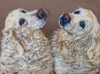 Colored pencil drawing of two white-blonde Labrador retrievers named Ginger and Gracie looking up towards the viewer.