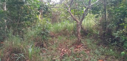 Finca Orellana 024