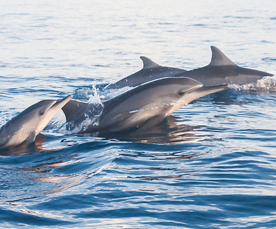 dolphin image membership page.png