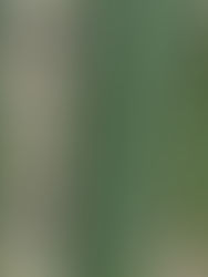 Protecting Fragrant Prickly-Apple Cactus at the Park